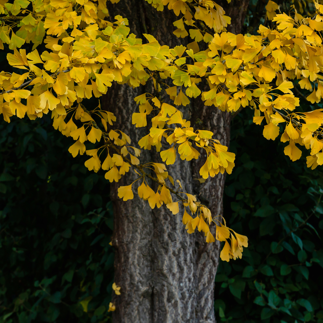 Premium Antioxidant Environmental Protector With Ginkgo