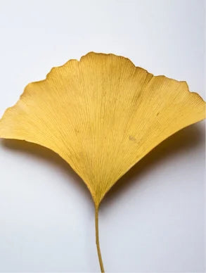 Premium Antioxidant Environmental Protector With Ginkgo