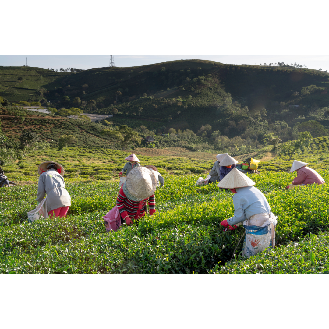 En la imagen se observa a un grupo de personas cosechando en un campo verde extenso, rodeado de colinas onduladas. Las personas llevan sombreros cónicos tradicionales y ropa de trabajo, destacando la conexión con prácticas agrícolas sostenibles. Este entorno natural resalta el compromiso de nuestra marca de cosmética natural para deportistas, enfocada en ingredientes puros y técnicas respetuosas con el medio ambiente.